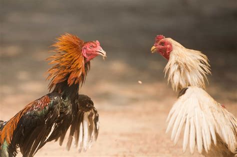 breeds of roosters for fighting|21 Best Fighting Rooster and Gamefowl Breeds .